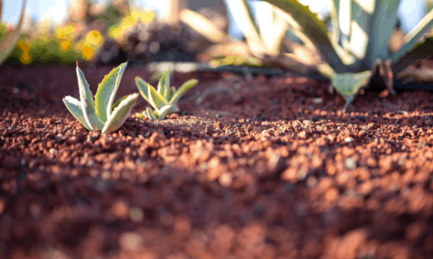 Is Red Soil Good For Plants?