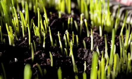 What Soil Is Best For Wheatgrass?