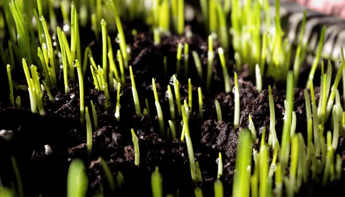 Young wheatgrass growing in soil