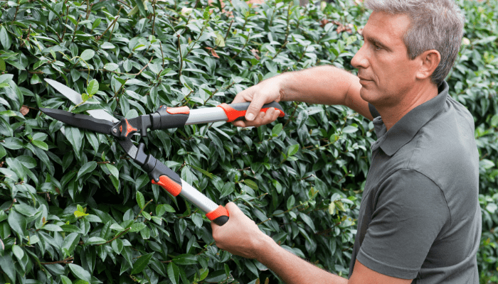 A man pruning a hedge