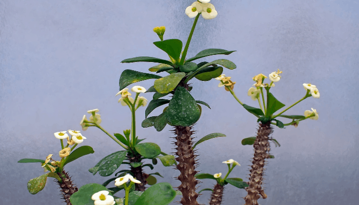 A euphorbia plant growing leaves