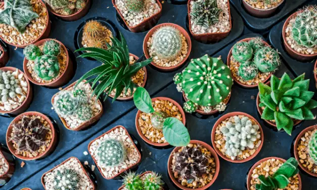 Are Cactus Spines Poisonous?