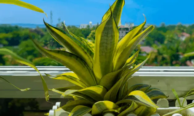Can You Plant A Snake Plant With Another Indoor Plant?