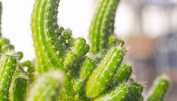 A cactus growing arms