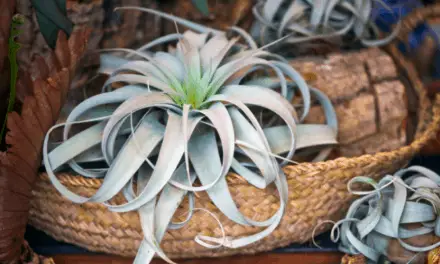 Do Air Plants Attract Bugs? (Not The Way You Think)