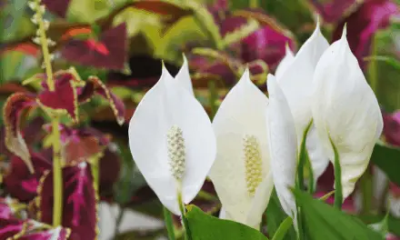 Do Peace Lilies Bloom All Year?