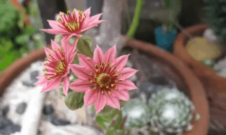 Do Succulents Bloom All Year?