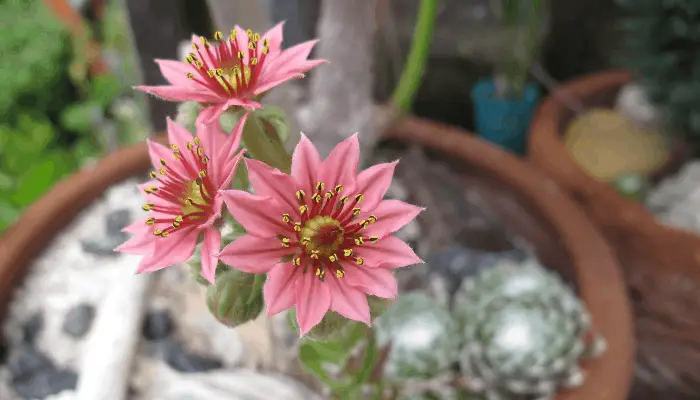 A blooming succulent with pink flowers
