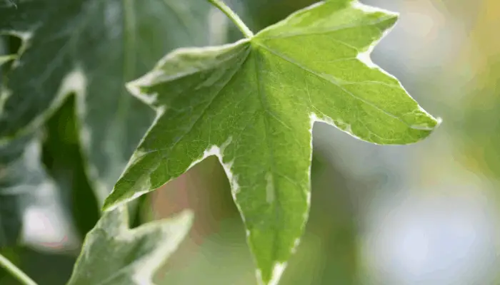 An English ivy leaf