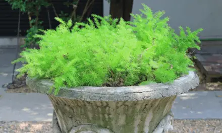 The Best Potting Soil for Asparagus Ferns (And Care Guide)