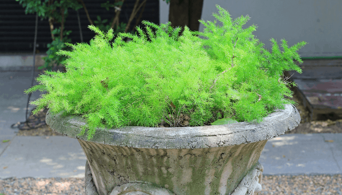 a potted asparagus fern