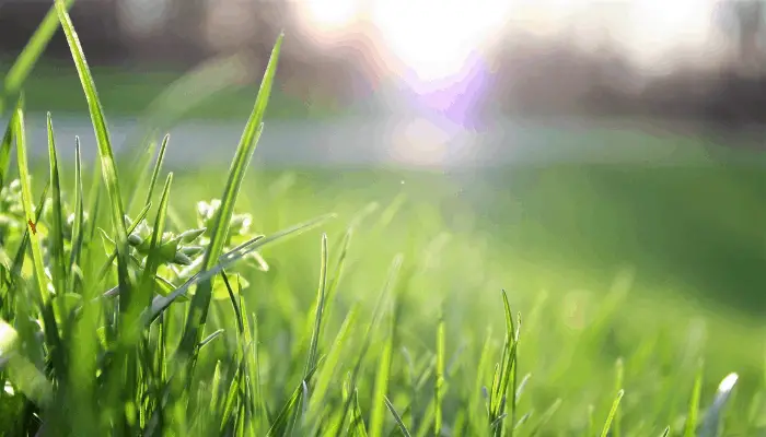 A field of long green grass