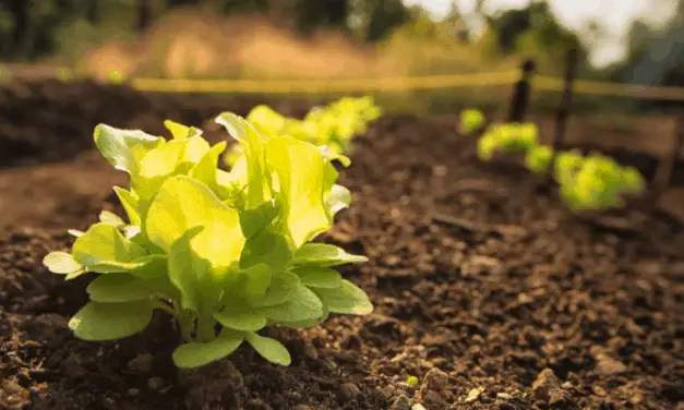 What Should You Not Plant Beside Lettuce?