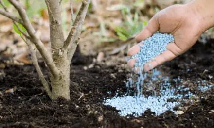 What is the difference Between Fertilizer and Compost?