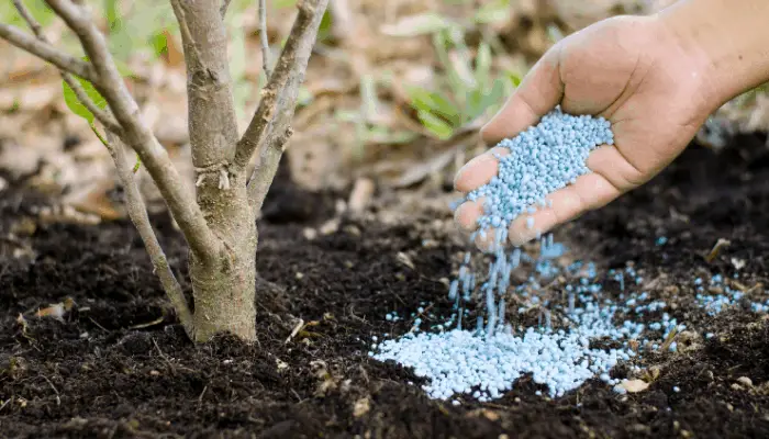 A gardener adding fertilizer to a small tree