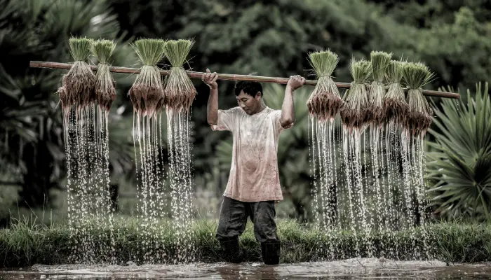 A man farming rice