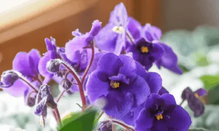 Why Are My African Violet’s Flowers Turning Brown?