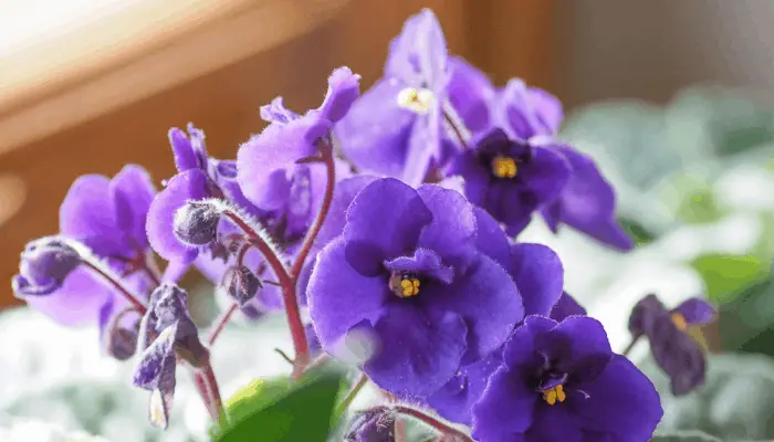 A blooming African violet plant