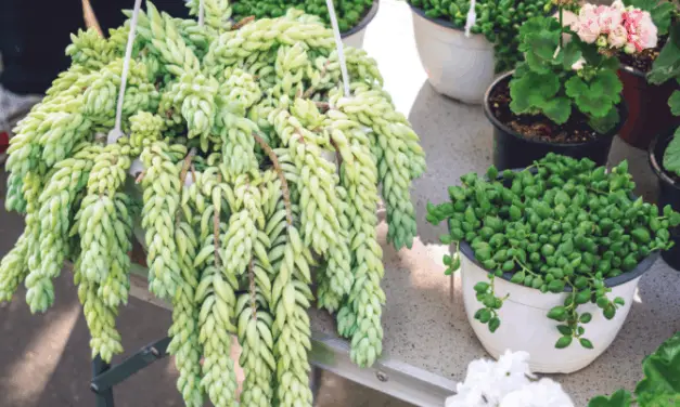 Why Is My Burro’s Tail Shriveling? (And What To Do)