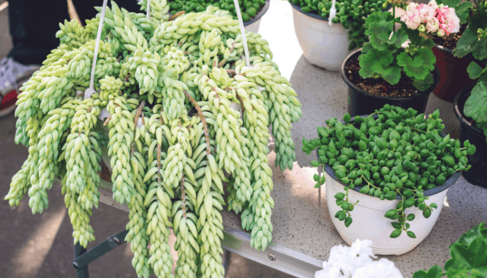 A potted burro's tail