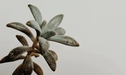 Why Is My Succulent Getting Brown Spots? (And How To Treat It)