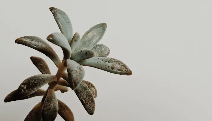 A succulent with brown spots