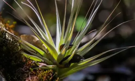 Are Succulents Epiphytes? (Explained)