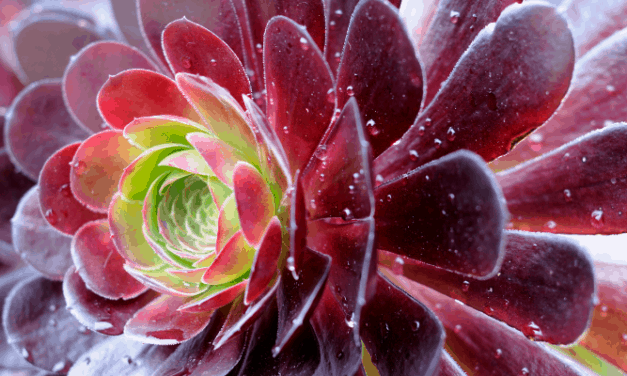 Are Succulents Evergreen? (Explained)