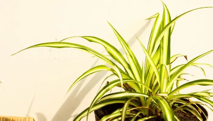 A spider plant with brown tips
