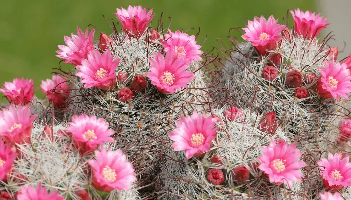 A Mammillaria cactus with pink flowers