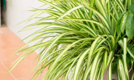 How To Make Your Spider Plant Bushier