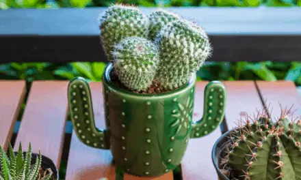 How To Tell The Age Of A Cactus (Fairly Accurately)