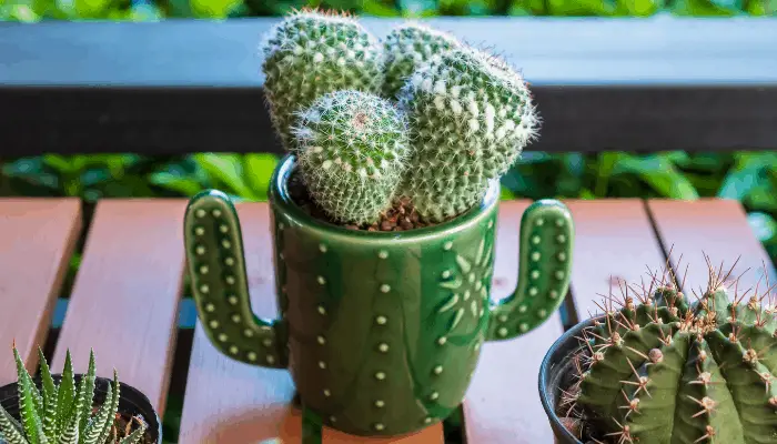 A 3 inch tall cactus
