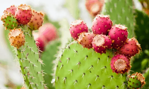 Is A Cactus A Vegetable? (The Answer Might Surprise You)