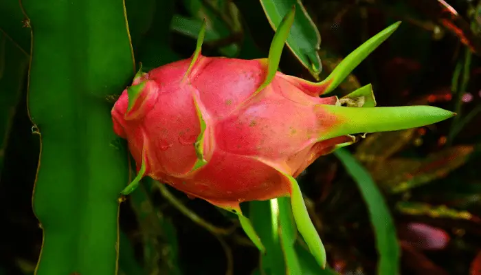 A dragon fruit plant