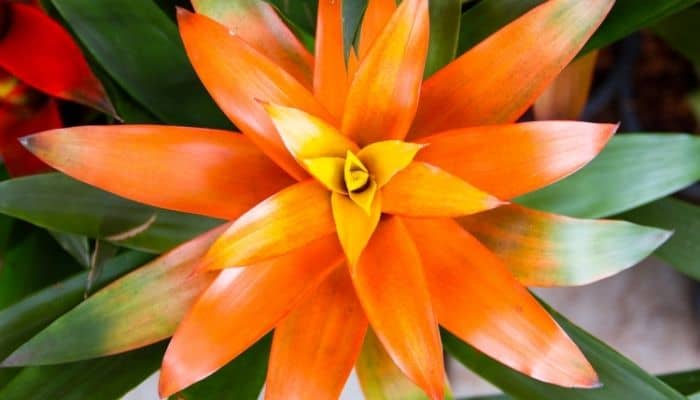 An orange bromeliad