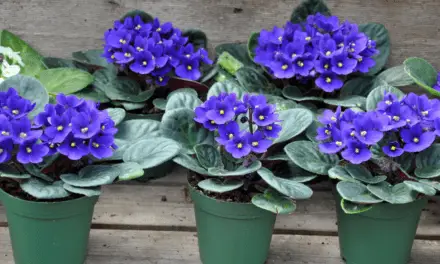 Why Is My African Violet Wobbly? (Explained)