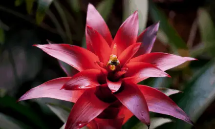 Why Is My Bromeliad Losing Its Color? (And What To Do)