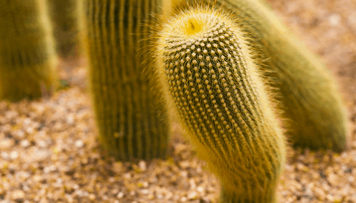 A leaning cactus