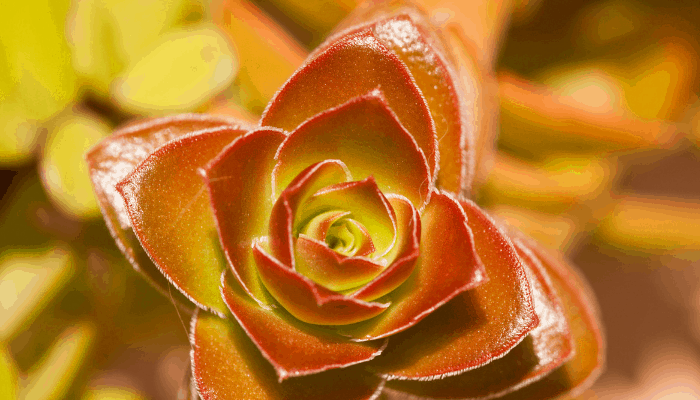 A green succulent turning red
