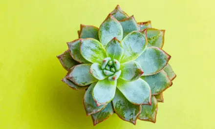 Why Is My Succulent Rubbery? (Explained)