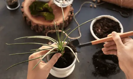 Why Is My Succulent Uprooting? (And How To Stop It)