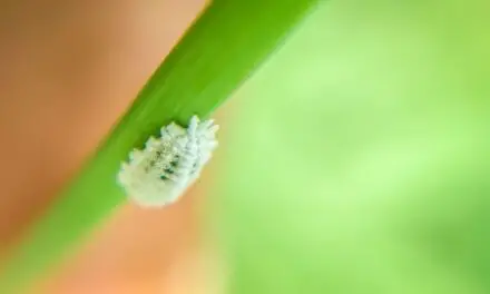 Are Mealybugs Harmful to Humans? (Or Pets)