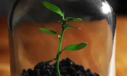 Can Plants Grow Without Air? (Surprising Answer)