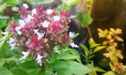 Do Basil Plants Die After Flowering? (Explained)