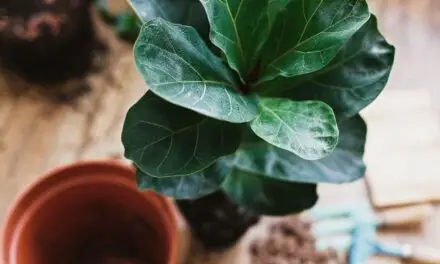 Do Fiddle Leaf Figs Like To Be Root Bound? (All You Need To Know)