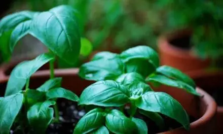 How Long Will A Basil Plant Live? (All You Need To Know)
