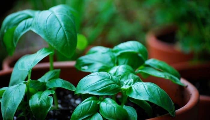 A potted basil plant