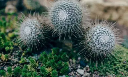 Is A Cactus Vascular Or Non-Vascular? (Explained)