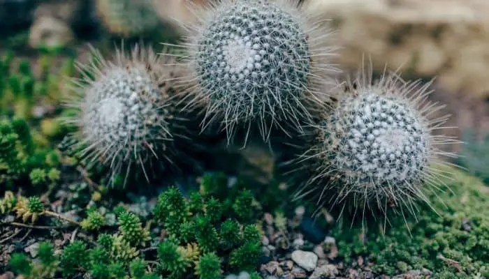 Cactus plants growing beside moss